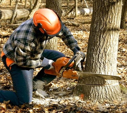 Tree Removal in Glen Ullin, ND